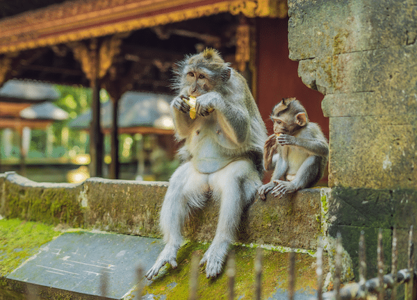 the Sacred Monkey Forest Sanctuary ubud