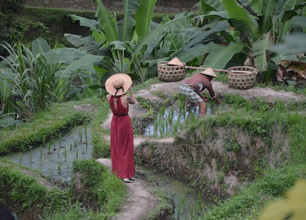 The Best Tegalalang Rice Terrace In Ubud