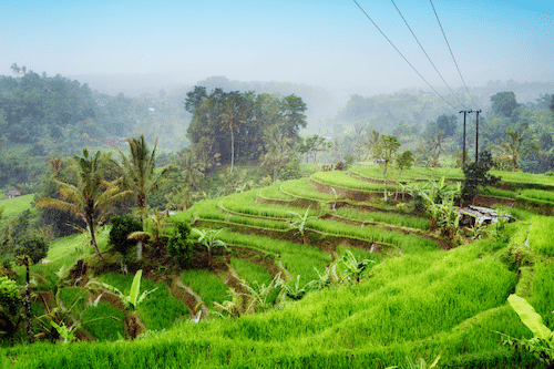 Subak Water Irrigation System Bali